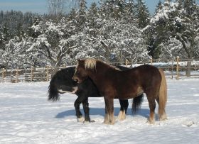 Winterbilder 141208 Pferde10.jpg