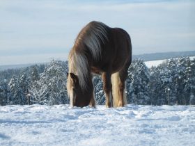 Winterbilder 141208 Pferde2.jpg
