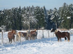 Winterbilder 141208 Pferde3.jpg