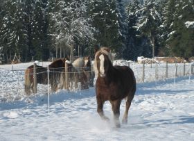 Winterbilder 141208 Pferde4.jpg