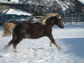 Winterbilder 141208 Pferde5.jpg