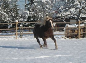 Winterbilder 141208 Pferde6.jpg