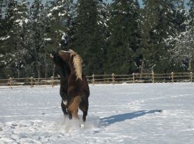 Winterbilder 141208 Pferde7.jpg