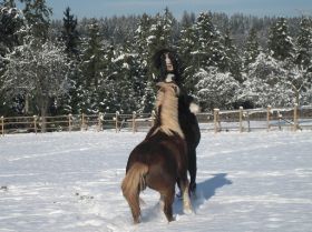 Winterbilder 141208 Pferde8.jpg