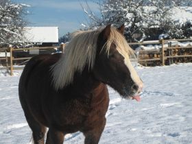 Winterbilder 141208 Pferde9.jpg
