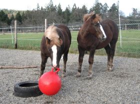 Unsere Pferdekinder mit Ball 08.12.07.jpg