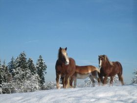 Winterbilder 141208 Pferde1.jpg