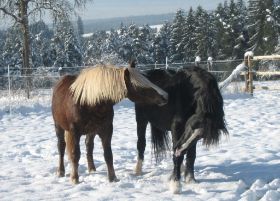 Winterbilder 141208 Pferde14.jpg